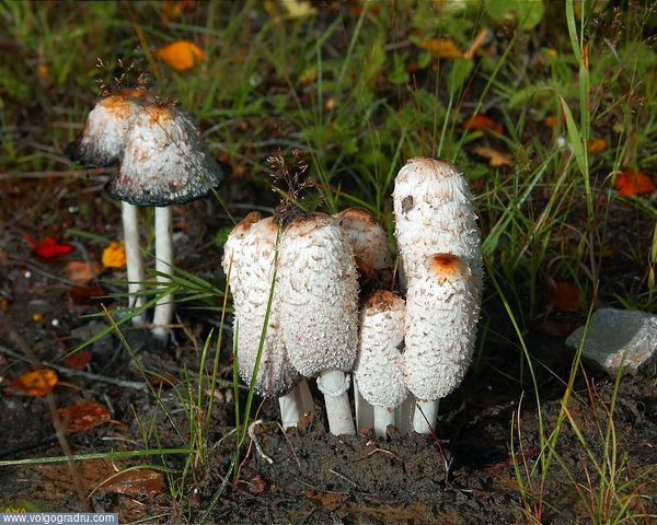 Отцы и дети. грибы, 