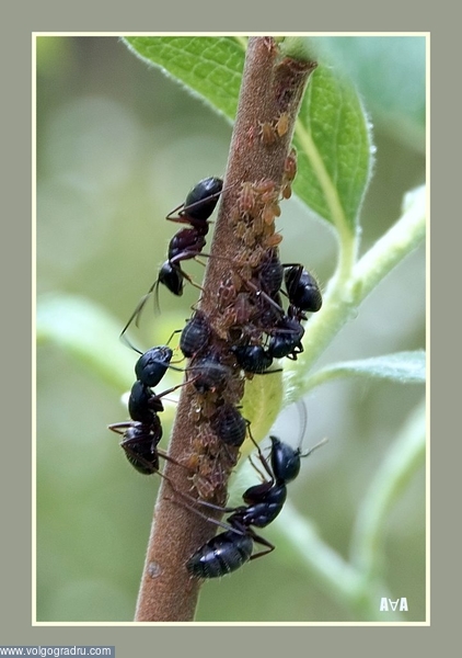 не мог понять почему на ветке столпились муравьи, сфотографировал, а дома обнаружил, что они пасут тлю.. тля, муравьи, 