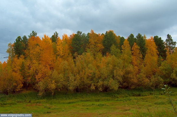 осенний лес. лес, осень, краски