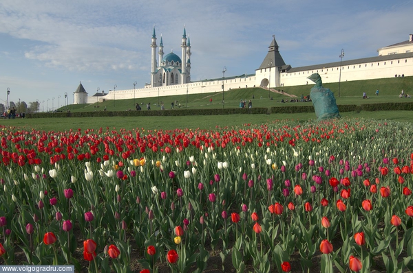 Тюльпаны в мае. цветы, кремль, казань