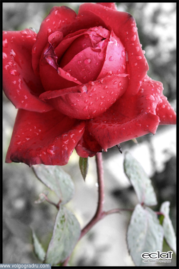 Алая роза - эмблема любви.... макро, цветы, природа