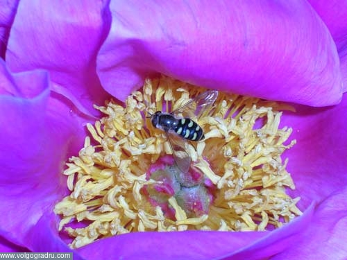 Пчела на цветке. макро, пчела, цветок