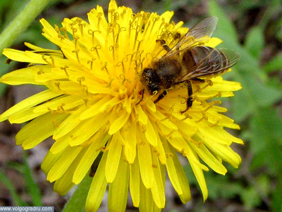 Пчела на одуванчике. цветы, макро, насекомые