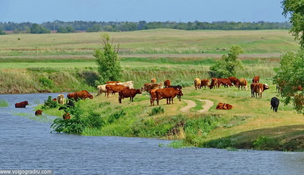 Весеннее утро на реке Цимла в Чернышковском районе. коровы, пастбище, весна