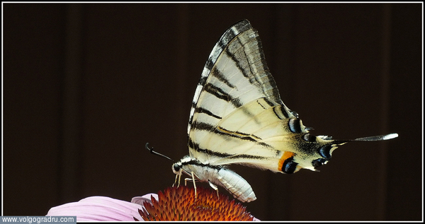 Я путал эту бабочку с бабочкой Махаон, но на самом деле, эта бабочка из того же семейства Парусников и называется Подалирий.. Природа, лето, насекомые
