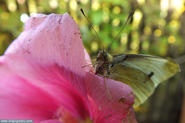 Бабочка была благополучно спасена из бочки с водой и была посажена для обсыхания на цветок.За это позволила спокойно провести с ней фотосессию.. макро, насекомые, Природа
