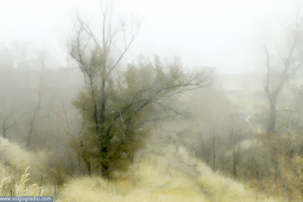 Осенний туман. природа, осень, пейзаж
