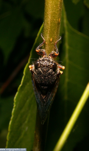 Насекомище. насекомые, муха, лист