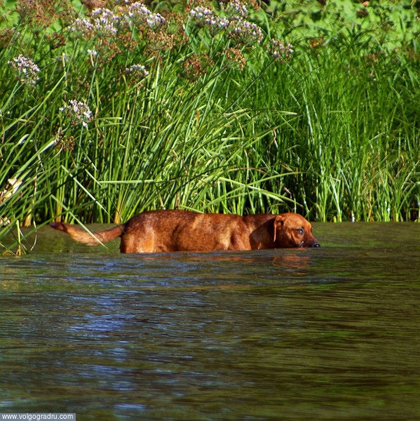 "Водолаз". собака, пес, вода