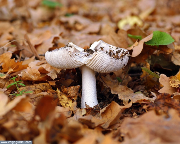 Грибок. гриб, природа, осень