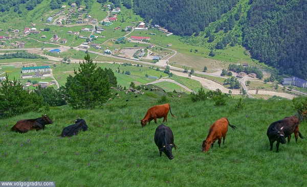  Сверху вниз: коровы, бараны, люди. пастбище, горный пейзаж, пейзаж