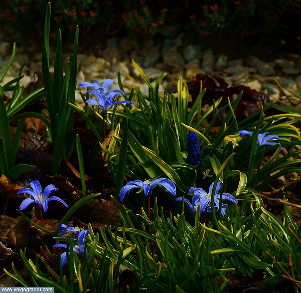 Апрельские первоцветы - 3. первоцветы, ботанический сад, цветы