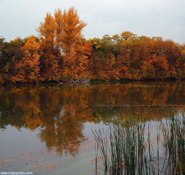 Осенние берега Лебяжьей поляны. вода, листва, осень