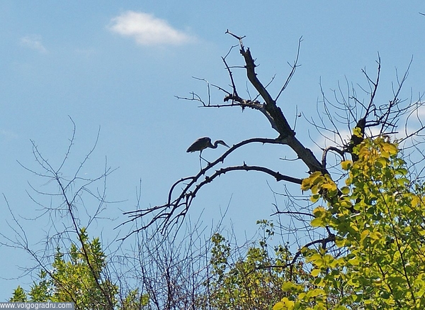 Цапля на дереве. цапля, птица, птицы