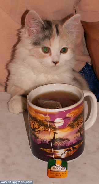 Чайку.... чай, кот, кошка