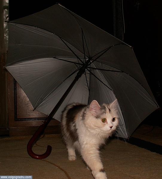 И зонт, и модель Алиса - действующие. Алиска очень любит посидеть "в укрытии". Зонт, пакет, ведро.... кот, кошка, кошки