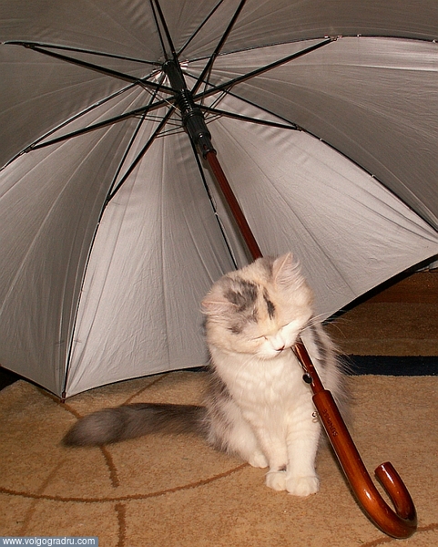 модель: Alice. зонт, зонтик, зонтики