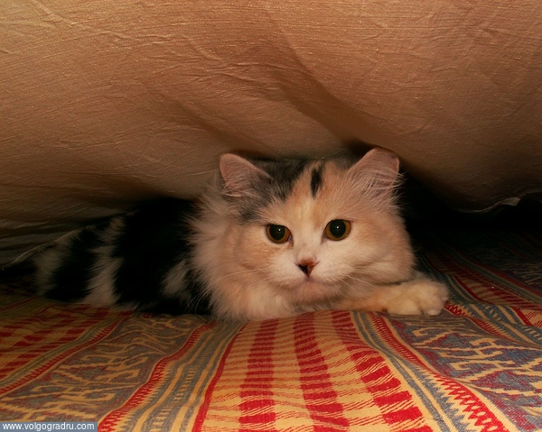 Алиска очень любит замкнутые пространства. кот, кошка, кошки