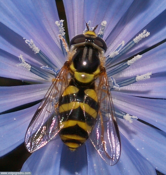 Пчёлка. насекомые, пчелка, пчела