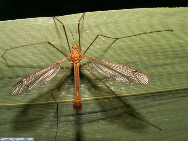 Комар. комар, комары, насекомые