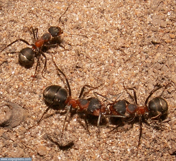 В окресностях муравейника. любовь, муравей, муравьи
