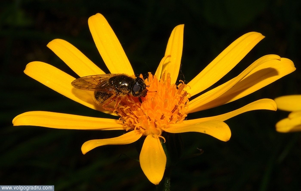 Пудреница. пчела, пчелк, пчёлка