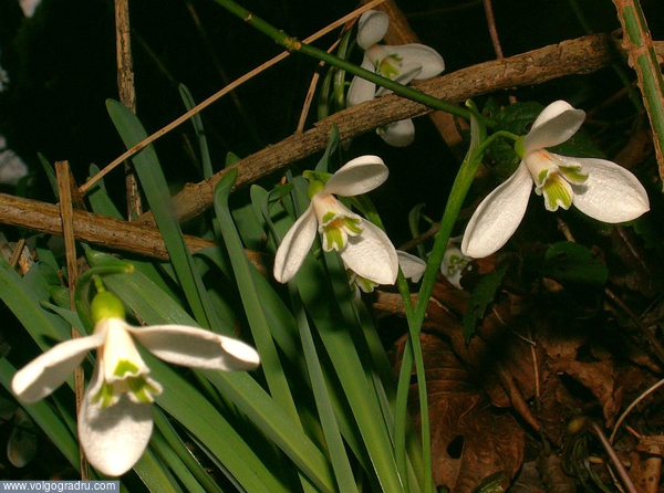 Подснежники - Адыгейский февральский вариант. цветок, цветы, Адыгея