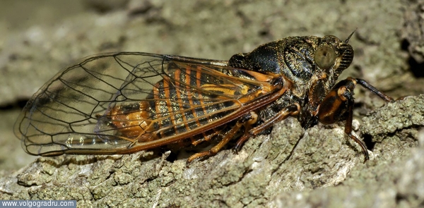 Возмутитель спокойствия - 2. насекомое, насекомые, цикада