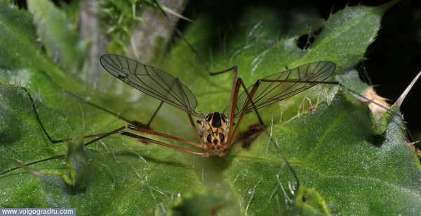 Комарища портрет. комар, насекомое, насекомые