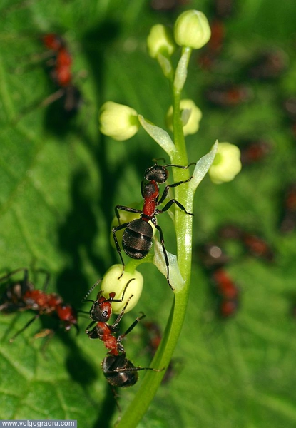 Зелёный лист подложил собственноручно для фона. Иначе "исследователи" сливались с идентичным по цвету фоном.. муравей, муравьи, ландыш