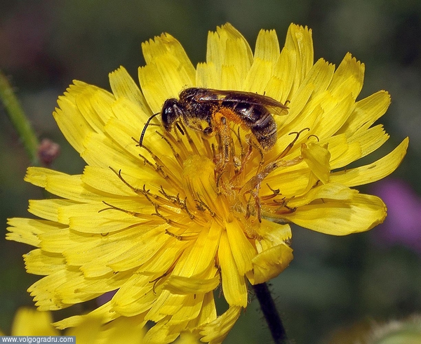  Производство майского мёда - нулевой цикл.. пчела, цветок, нектар
