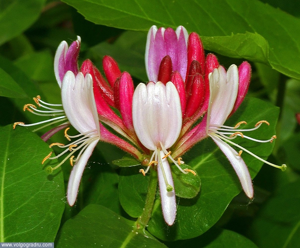  Жимолость каприфоль (Lonicera caprifolium). Если не ошибаюсь.... цветы, цветок, жимолость