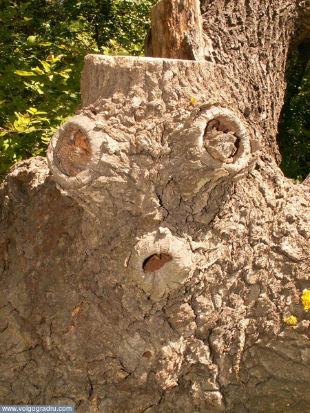 Остолбенел-с.... лицо, дерево, морда