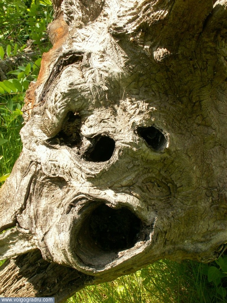 Древоморда-1. лицо, морда, дерево