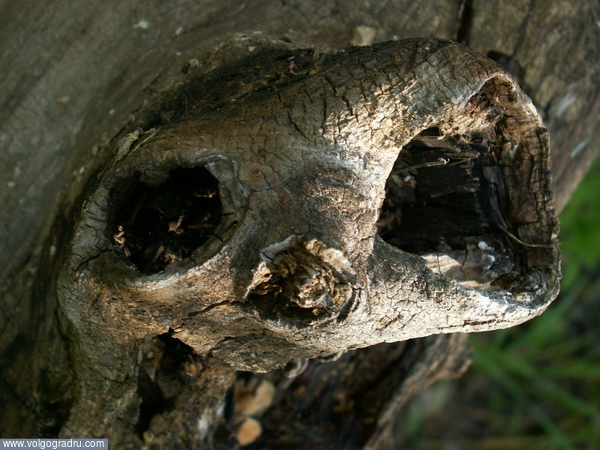 Древоморда-3. лицо, морда, дерево