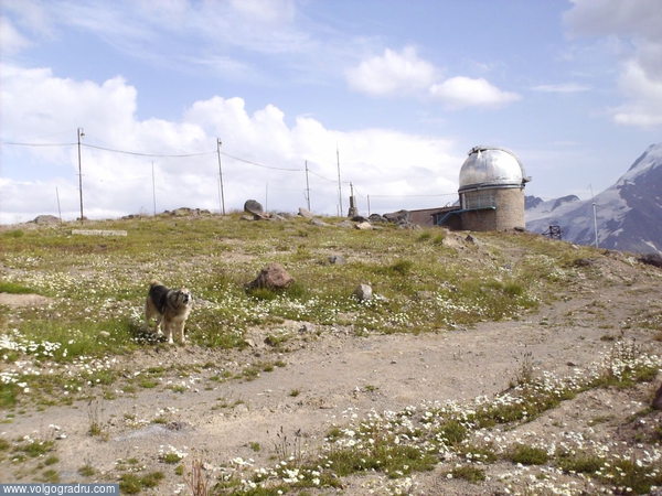 Ответственный за пропускной режим на Эльбрусской обсерватории. обсерватория, собаки, собака