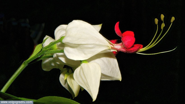Клеродендрум Томпсона - Clerodendrum thomsonae. цветок, цветы, комнатные растения