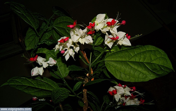 Клеродендрум Томпсона - Clerodendrum thomsonae. цветок, цветы, комнатные растения