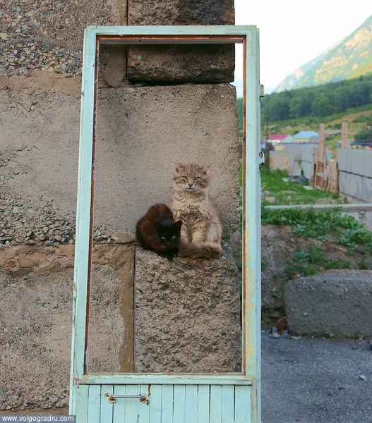  Портрет котов с рамкой и паспарту.. кот, кошка, кошки