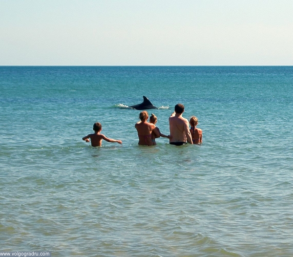 Пляж чуть севернее Анапы. Группа дельфинов регулярно патрулировала прибрежные воды, радуя отдыхающих. Снимок выложил для пробы исправности загрузки. http://www.volgogradru.com/gallery/albums/mpakmopucm/albd162008h213215/705718.pic#top_top. море, дельфин, случай