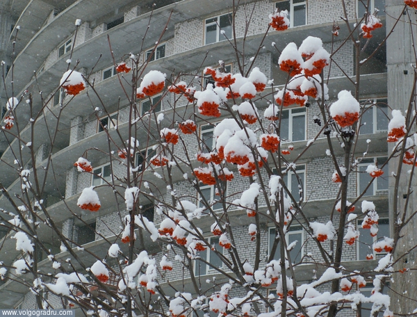 Послерождественский снег. дерево, деревья, деревья в снегу