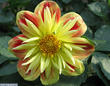 Солнышко-цветок