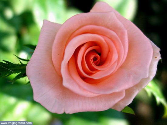 Розовая роза. макро, цветы, природа