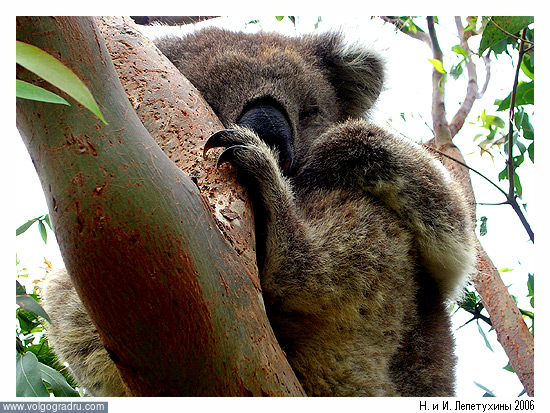 Коала собственной персоной. коала, мир, животный