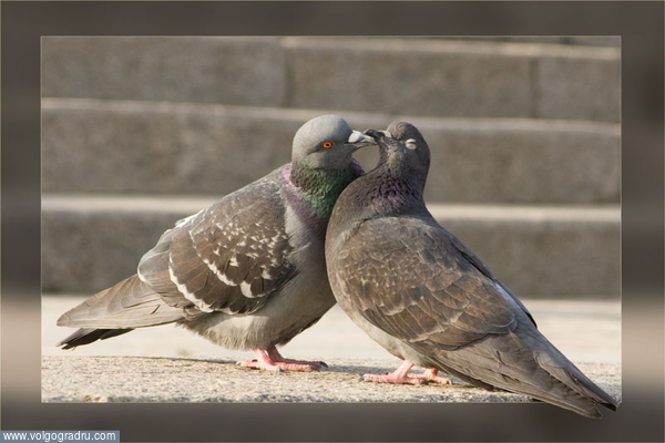 Первый поцелуй. Природа, Птицы, Любовь