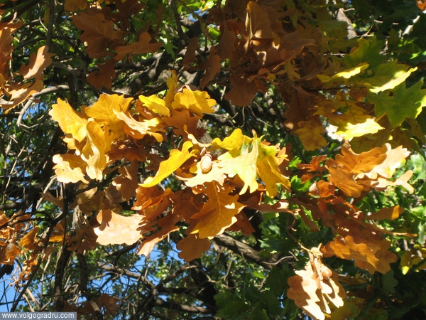 Осенний дуб. 