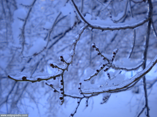 Зима. природа Волгограда, 