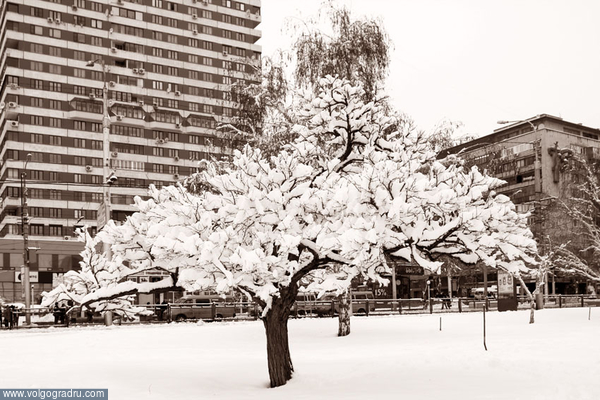 Дерево в снегу. Места и местечки, Волгоград, фотоволгоград