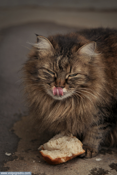 Gluttony cat. кот, чревоугодие, хлеб
