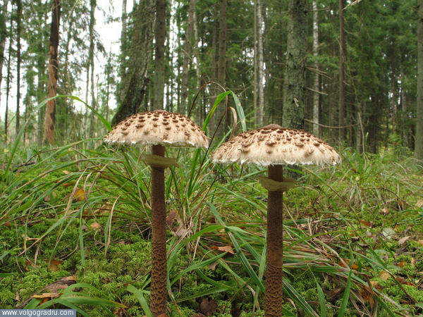 Зонтики. грибы съедобные, 